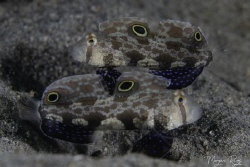 Mixed Signals ( 2 x signal goby) by Morgan Riggs 